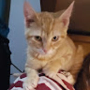 Meet your Posher, Stella